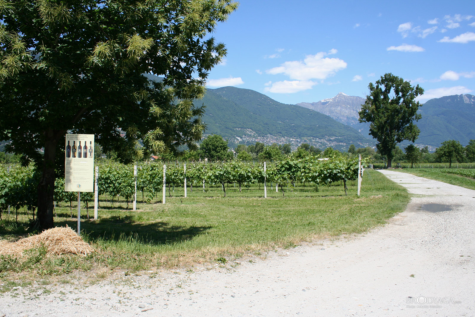 Terreni alla Maggia, Ascona